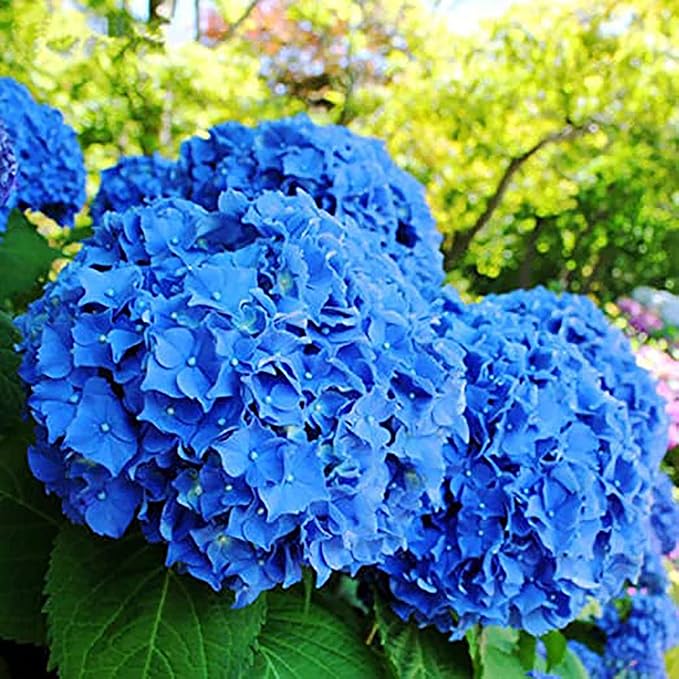 Graines d'Hortensia Bleu - Hydrangea Macrophylla à Grandes Feuilles, Arbuste à Feuilles Caduques Rare et Rustique, Plante de Fleur de Jardin Non OGM