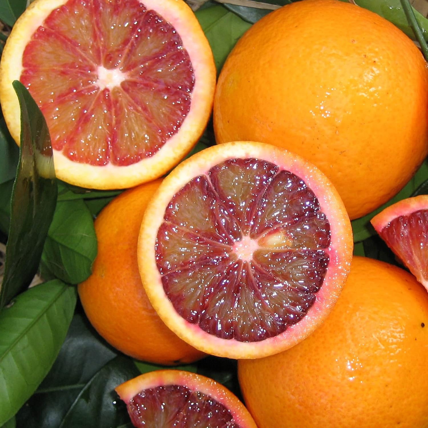 Blood Orange Tree Seeds - Fast Growing, Rich in Vitamin C, Juicy, GMO Free, Ideal for Containers, Patio, Indoor & Outdoor - 20Pcs