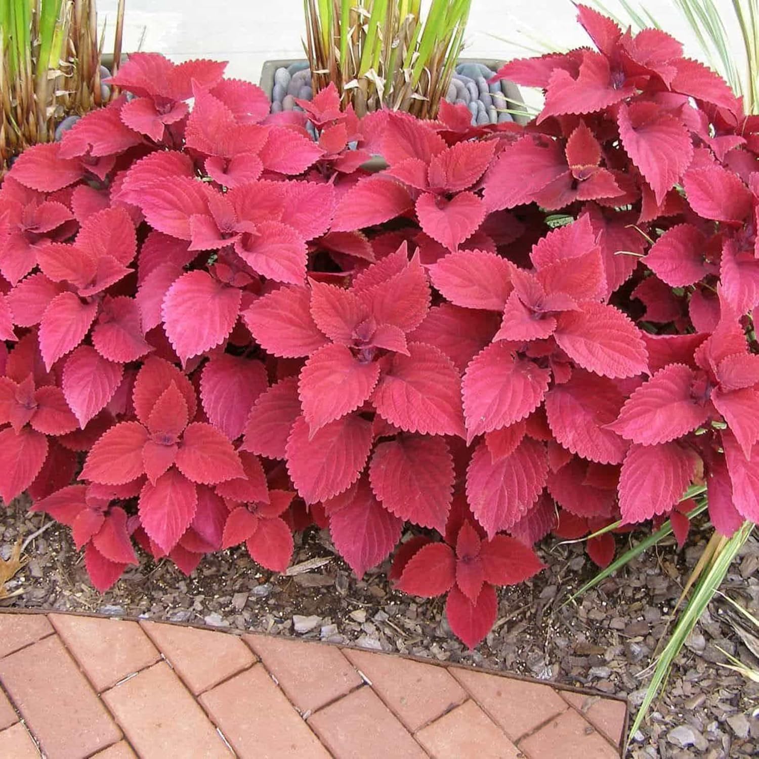 Graines de Coleus Redhead | Herbe à feuilles persistantes nécessitant peu d'entretien | Feuillage rouge éclatant pour plates-bandes, bordures et conteneurs | 100 graines de jardin d'extérieur