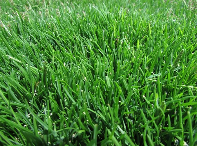 Emerald Zoysia Grass Seeds - 1/8 lb (Approx. 1,200 Seeds)