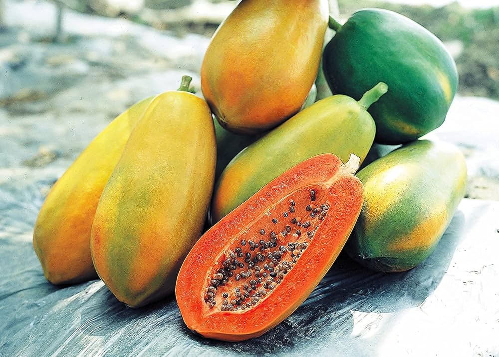 Red Lady 786 Papaya Seeds for Planting – High-Yield, Sweet Tropical Fruit