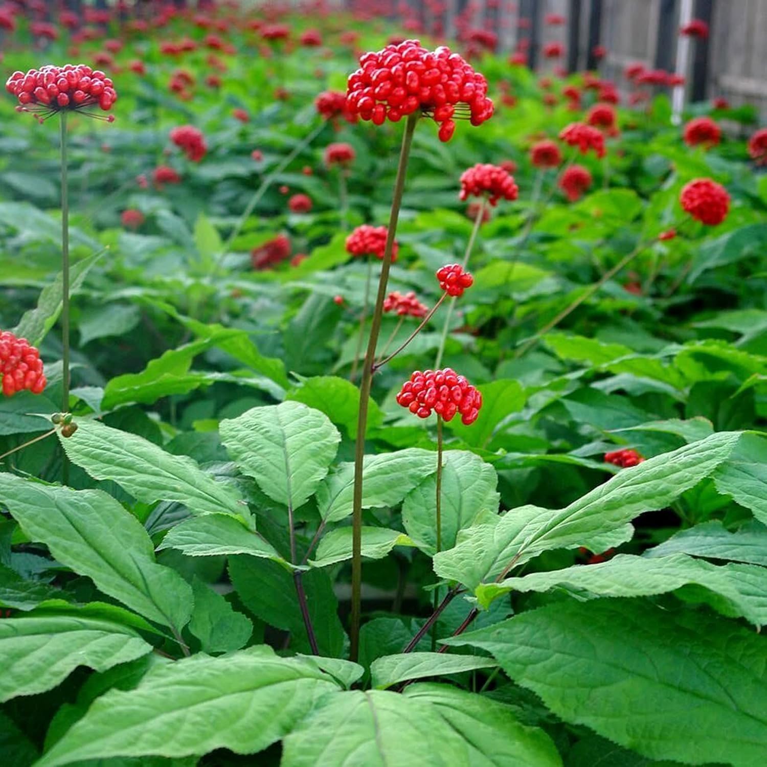 Graines de ginseng coréen Panax Ginseng vivace Avantages pour la santé Parterres de jardin Bordure extérieure 25 pièces Graines d'herbes