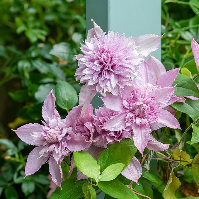 Garden Double White Pink Clematis Flower Seeds – GMO Free, Pollinator-Friendly, Deer & Rabbit Resistant, Perfect for Arbors & Potted Gardens – 25 Pieces