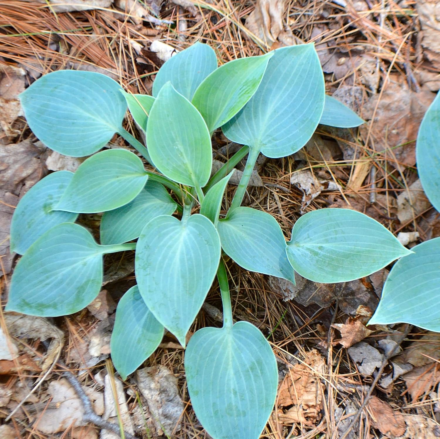 Rare Sky Blue Hosta Plant Seeds – Fragrant August Lily, Drought-Tolerant Landscaping Gem