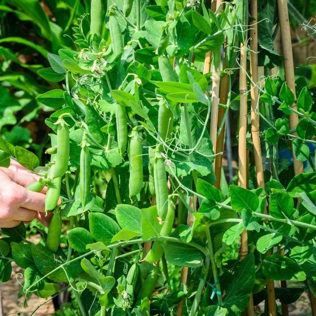 Meteor Pea Vegetable Seeds, Heirloom Snow Pea Variety for Home Gardening High Germination Rate, Easy to Grow