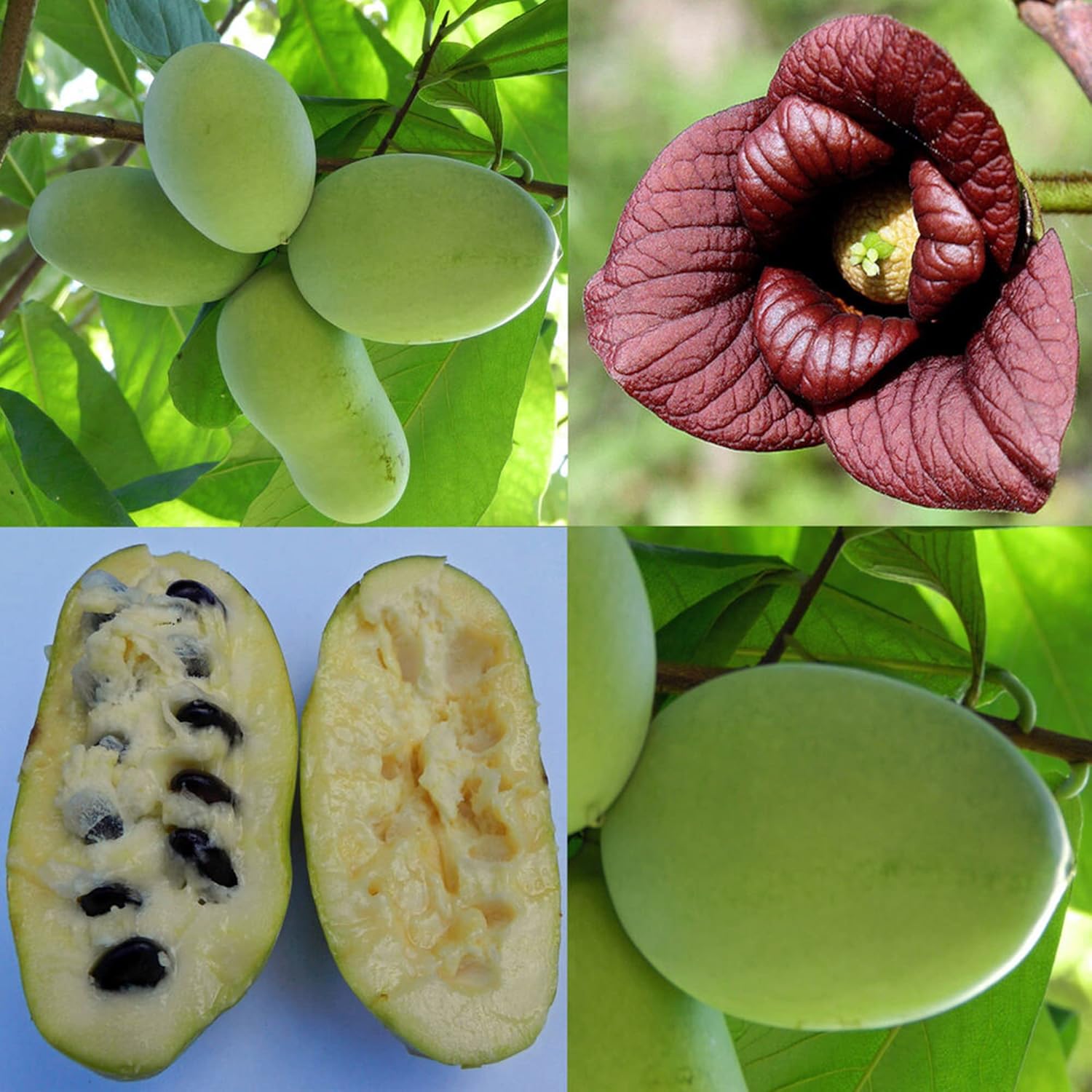 Asimina Triloba Papayasamen | Essbarer Obstbaum mit geringem Pflegeaufwand | Duftend, auffällig, verträgt feuchten Boden