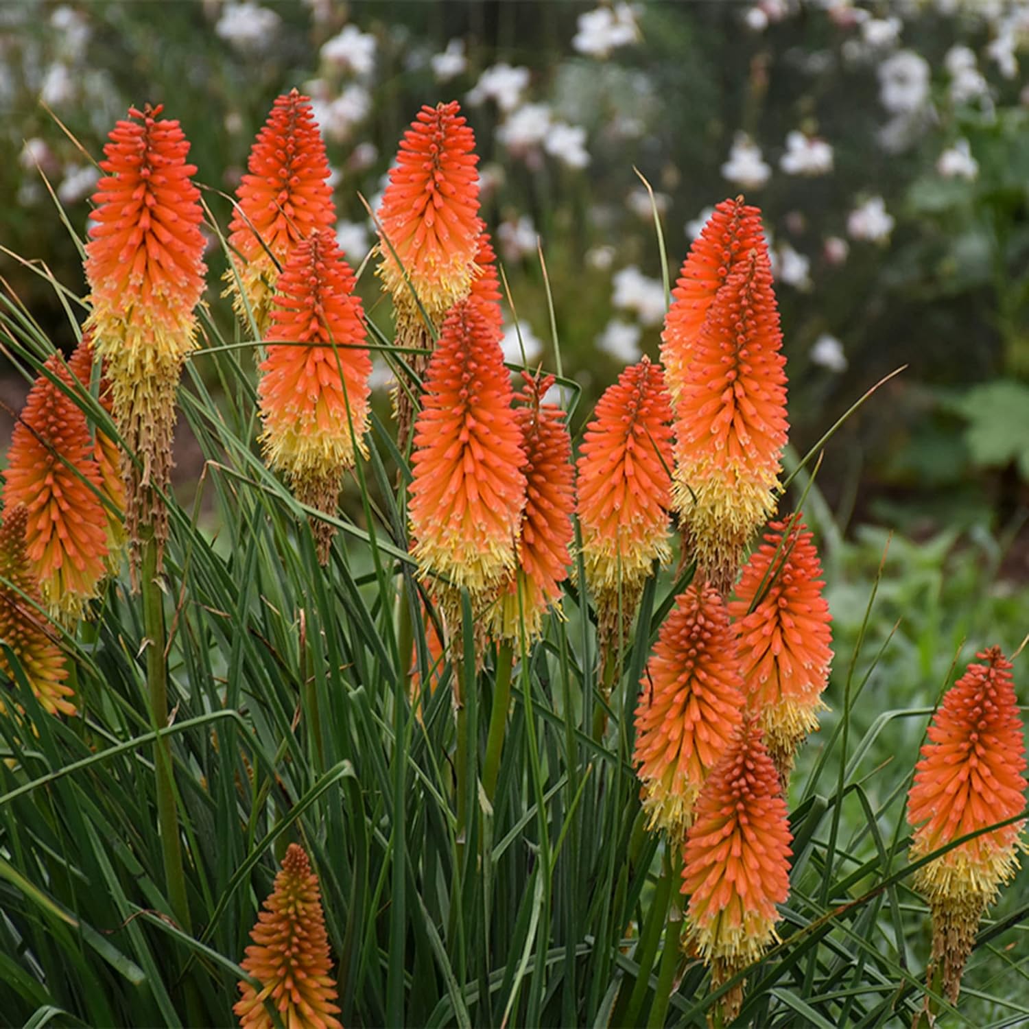 Red Hot Poker Seeds Torch Lily, Kniphofia Perennial Attracts Hummingbirds & Butterflies Patio Container Bed Outdoor 30Pcs Flower Seeds