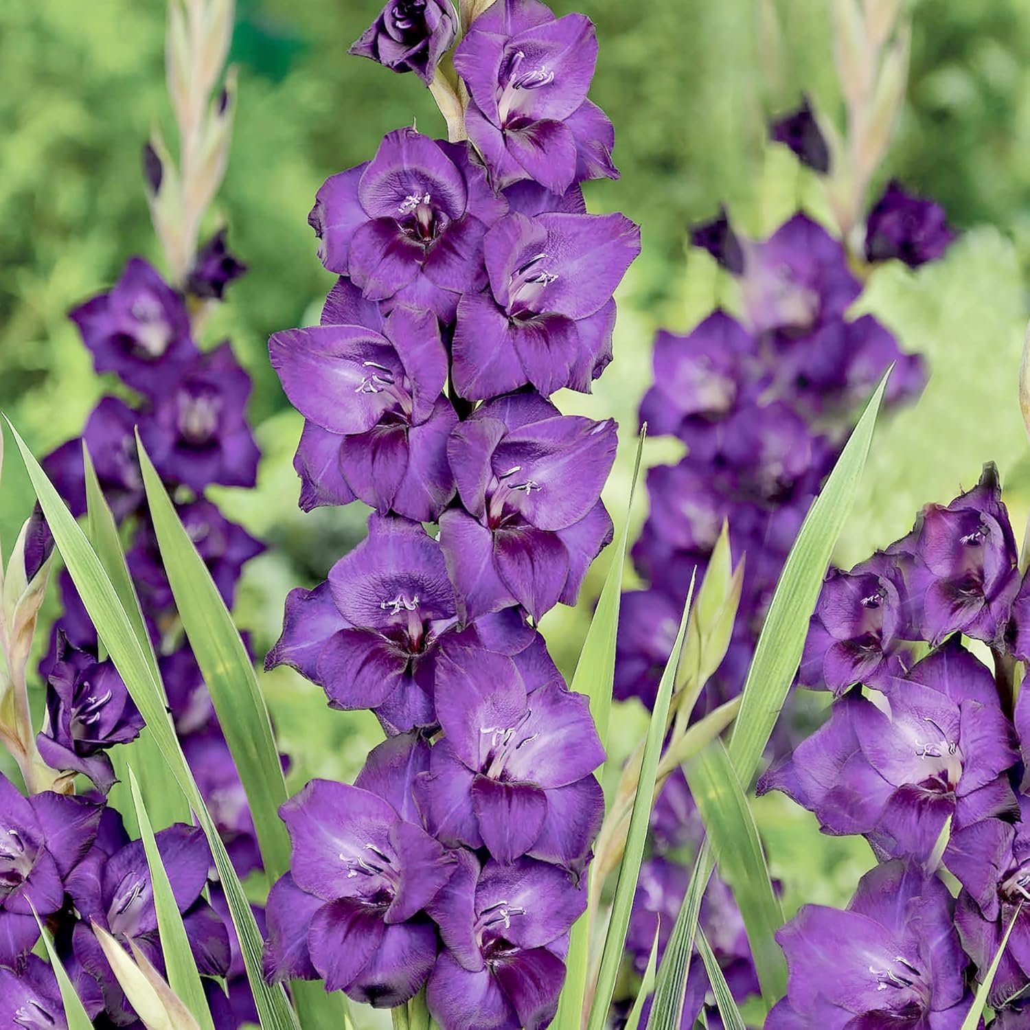 Purple Gladiolus Seeds | Low Maintenance | Attracts Butterflies & Hummingbirds | Deer & Rabbit Resistant | Cut Flowers | Beds & Borders | 100Pcs Flower Seeds