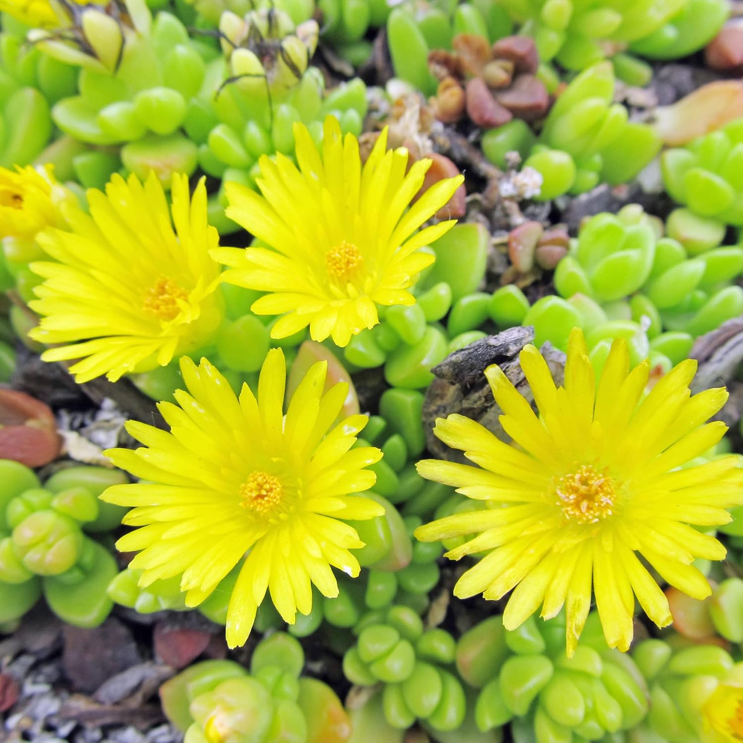 Yellow Ice Plant Seeds | Evergreen Ornamental & Edible | Attracts Butterflies | Drought Tolerant Ground Cover for Rock Gardens | 100Pcs