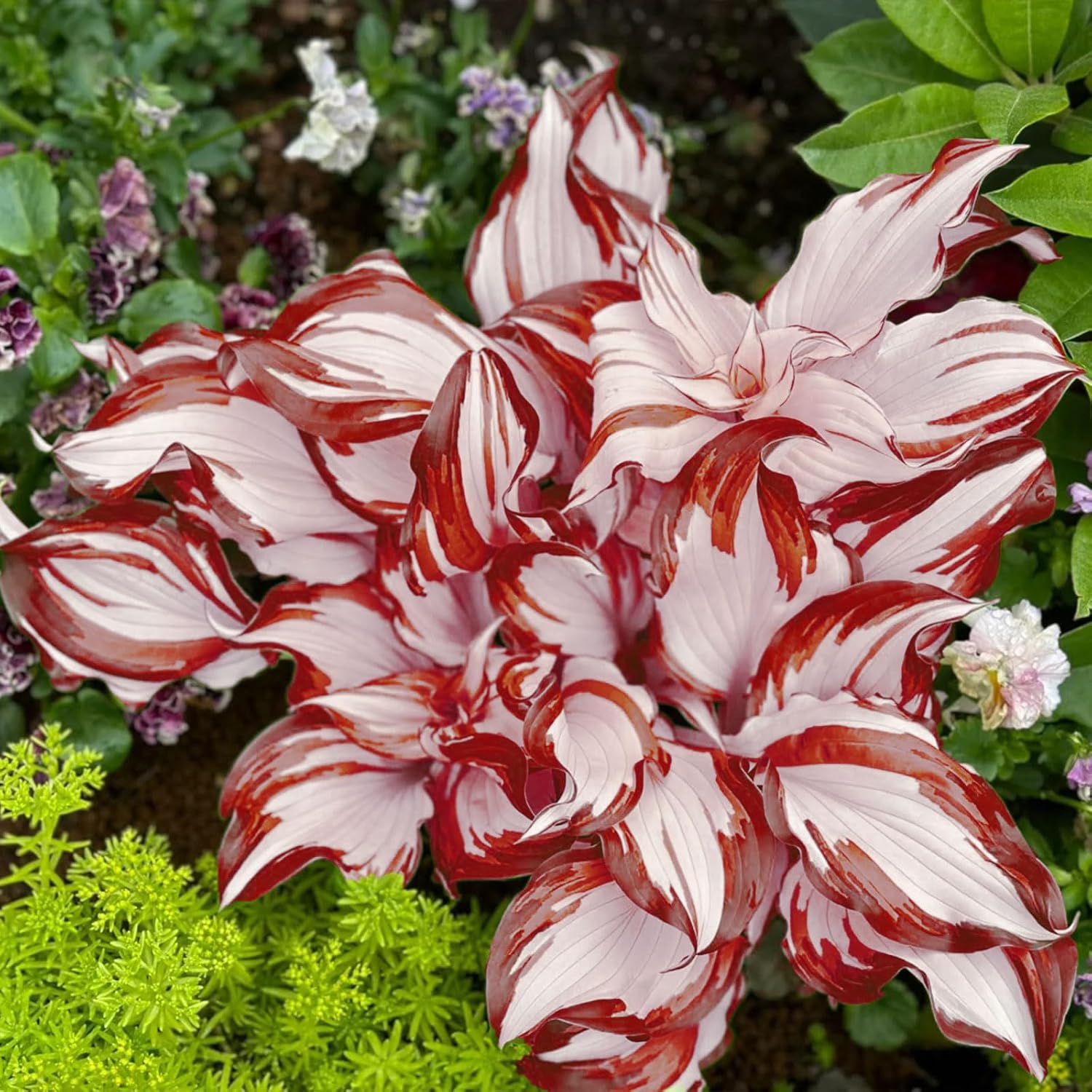 Red & White Hosta Seeds – Shade-Loving Perennial with Wavy Red Edges & White Inner Leaves, Perfect for Elegant Garden Borders, Hardy in Zones 3-9