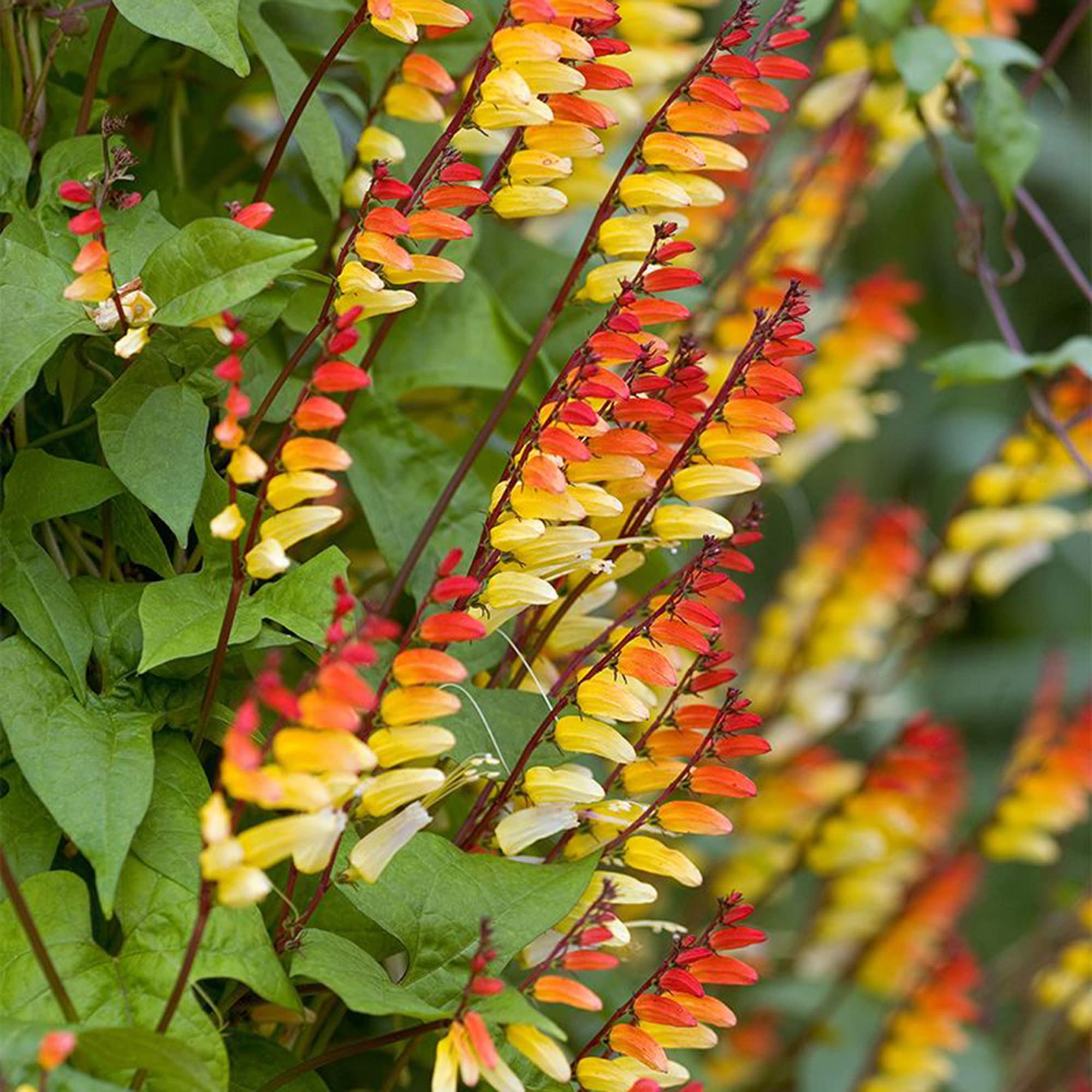Mina Lobata Flower Seeds, Planting Tips and Gardening Insights for a Stunning Garden Display