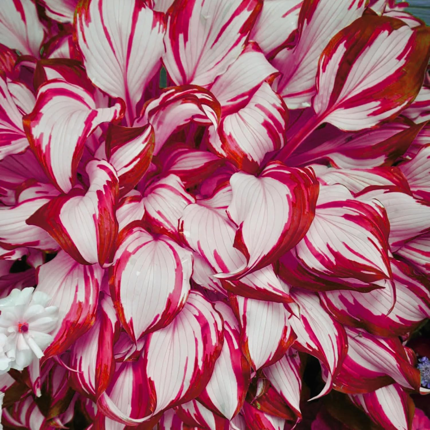 Red & White Hosta Seeds – Shade-Loving Perennial with Wavy Red Edges & White Inner Leaves, Perfect for Elegant Garden Borders, Hardy in Zones 3-9