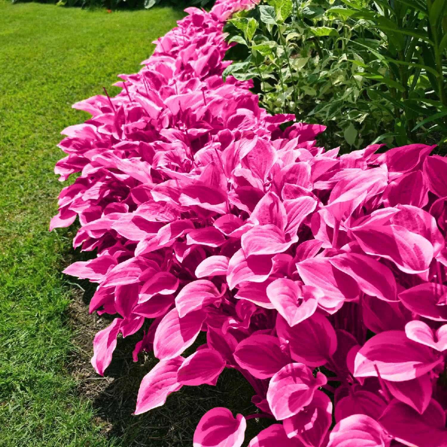 Pink Hosta Seeds - Perennial Bonsai for Indoor & Outdoor Gardens, Pollinator-Friendly