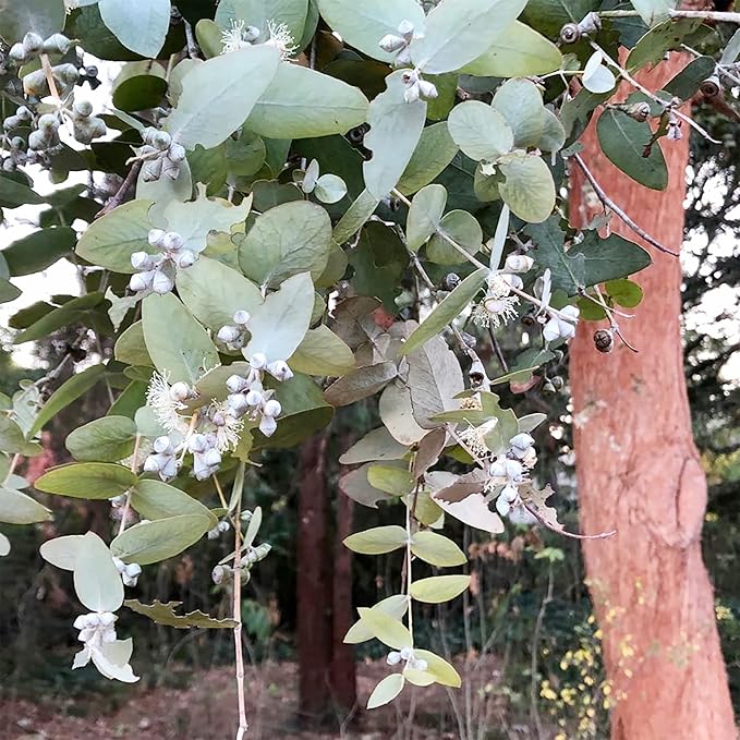 Eucalyptus Cinerea Seeds - Silver Dollar Eucalyptus, Fast-Growing, Drought-Tolerant with Unique Silvery-Blue Leaves for Gardens & Landscapes - 25 Pcs