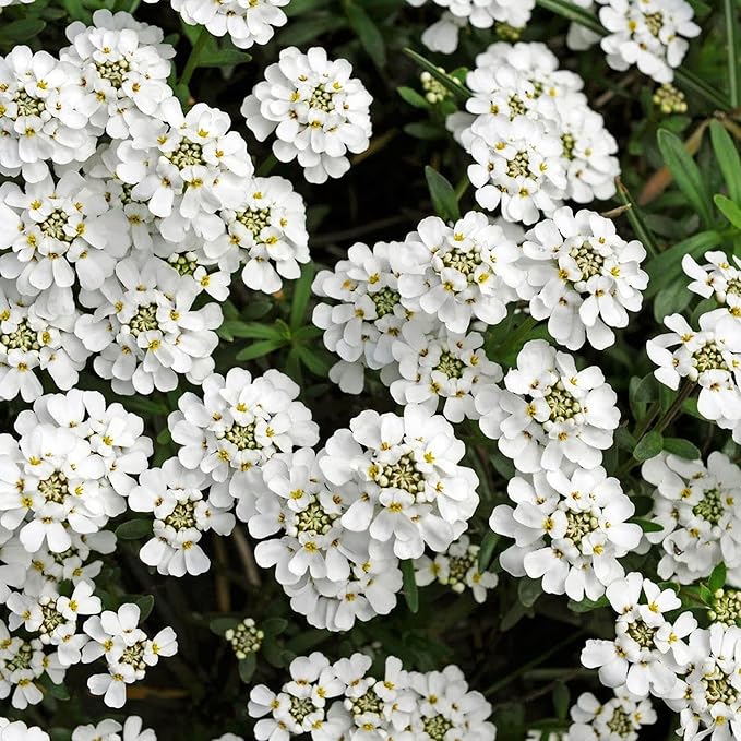 Candytuft Seeds – Iberis Sempervirens, Low-Growing Evergreen Perennial, Fragrant Ground Cover for Borders – 20Pcs Flower Seeds