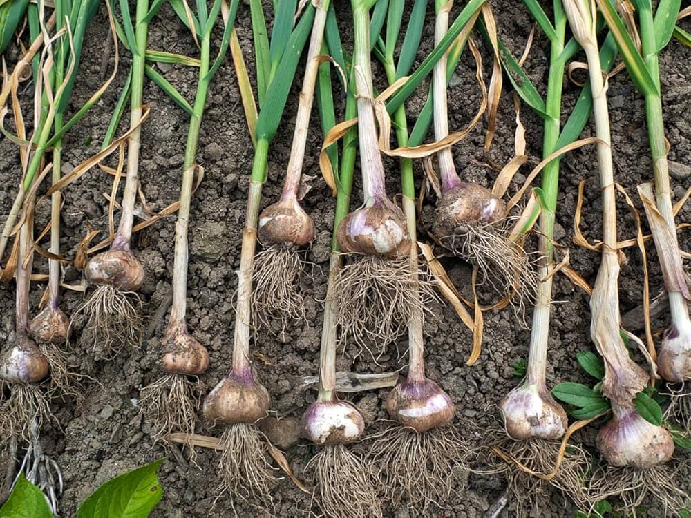 Onions Garlic Solo Garlic Heirloom Vegetable Seeds For Planting