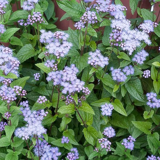 Blue Mistflower Seeds - Hardy Ageratum Conoclinium Coelestinum, Upright Perennial | 100Pcs Flower Seeds