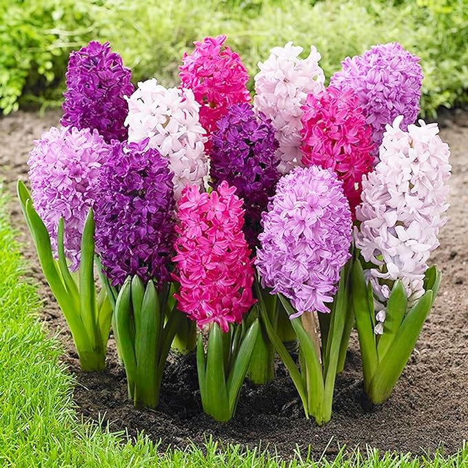 Hyazinthensamen - Hyacinthus Orientalis, mehrjährig und gentechnikfrei, pflegeleicht mit exotischem Reiz - 100 Stück