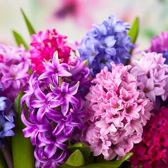 Hyazinthensamen - Hyacinthus Orientalis, mehrjährig und gentechnikfrei, pflegeleicht mit exotischem Reiz - 100 Stück