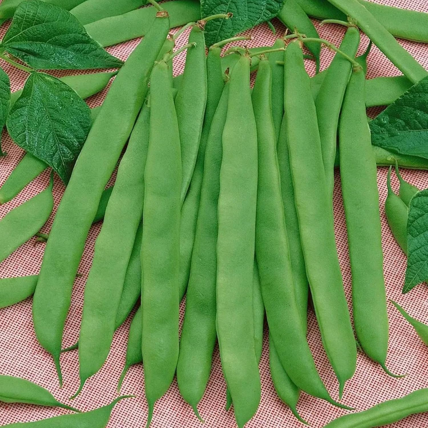 Romano Pole Bean Seeds - Italian Pole Bean with Tender Texture & Rich Flavor, Eaten Fresh or Cooked, Perfect for Trellises & Outdoor Growing, 100Pcs Vegetable Seeds