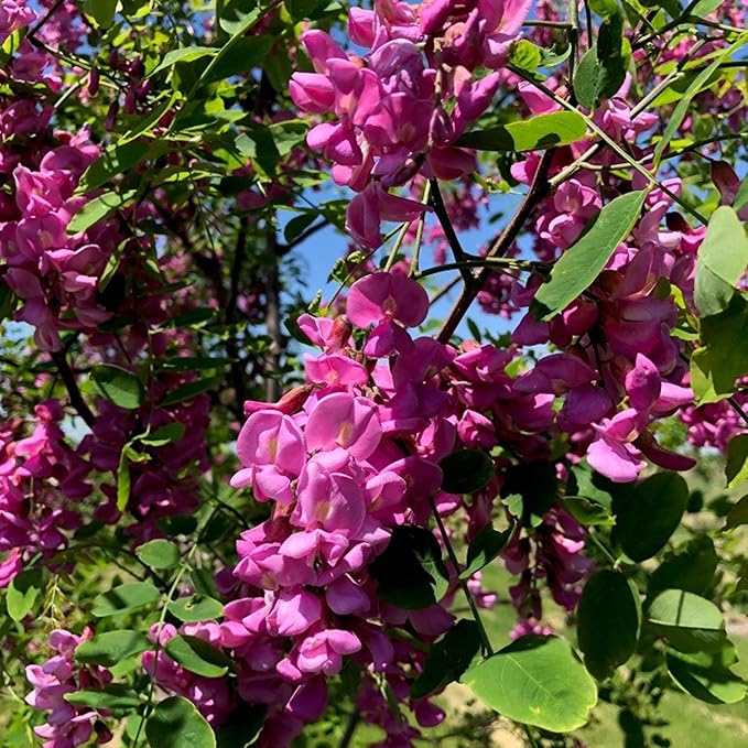 Purple Black Locust Seeds - Deciduous Ornamental Tree with Fragrant Flowers, Drought Tolerant, Attracts Pollinators - 100 Pcs