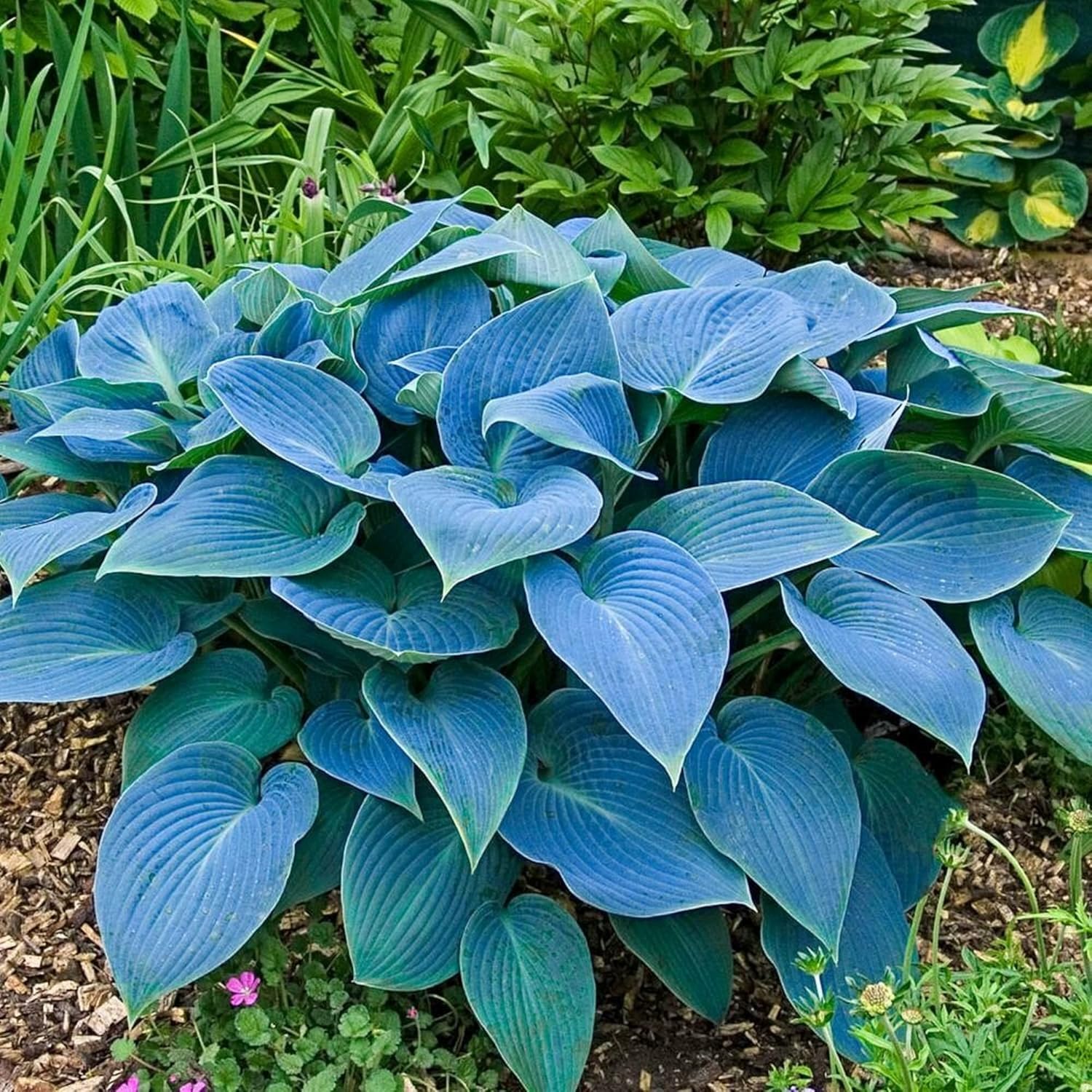 Rare Sky Blue Hosta Plant Seeds – Fragrant August Lily, Drought-Tolerant Landscaping Gem