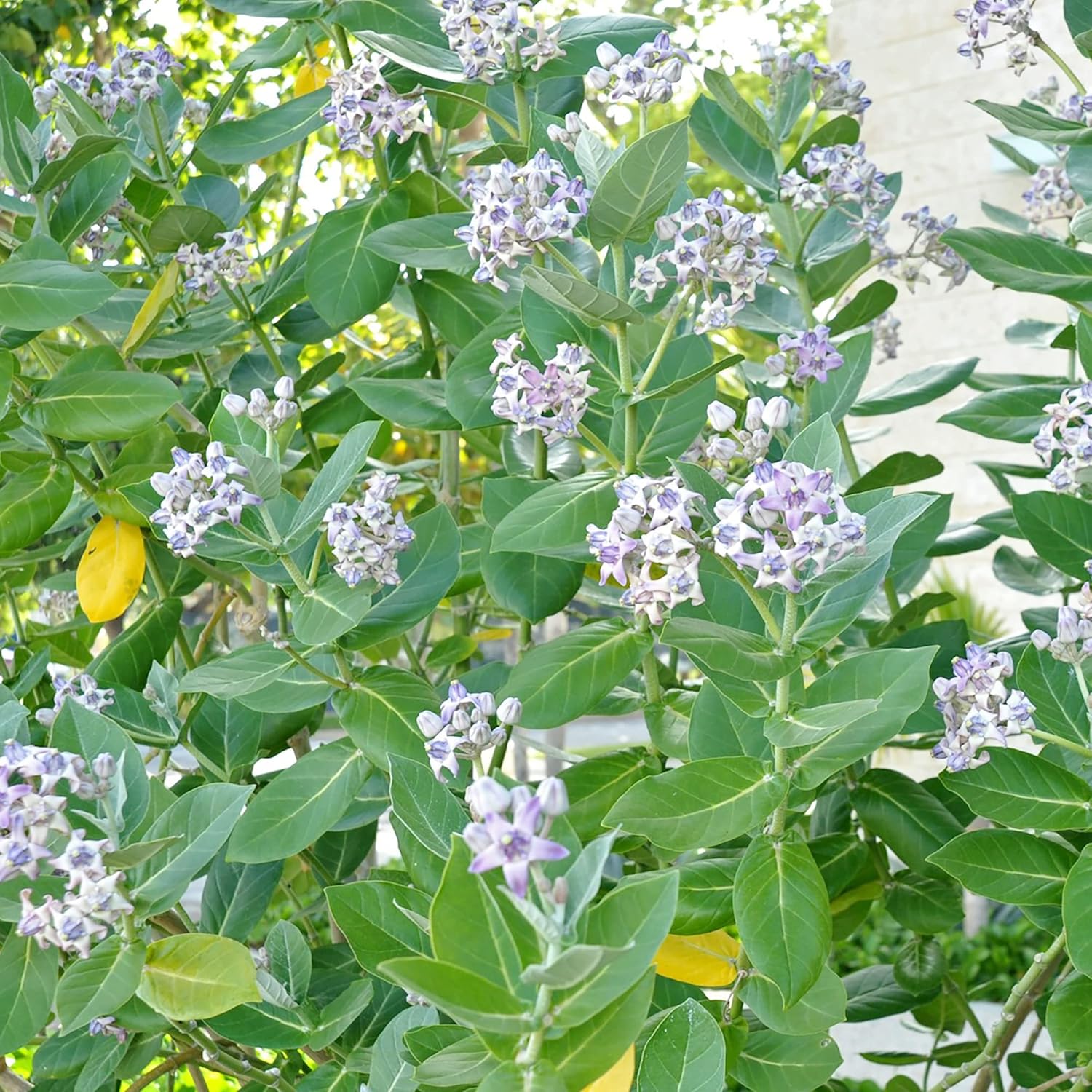 Riesen-Seidenpflanze, Samen Calotropis Gigantea, mehrjährig, breitblättrig, immergrün, trockenheitsresistent, zieht Schmetterlinge an, pflegeleicht, Heckenrand für den Außenbereich, 5 Stück 