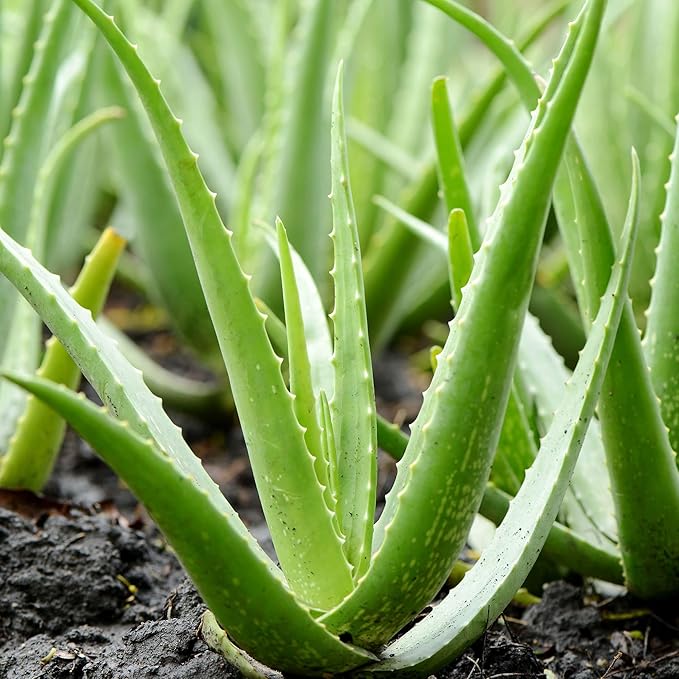 Aloe Vera Seeds - Non-GMO Succulent Herb Perennial for Easy-Care Indoor & Outdoor Containers 100 Pcs