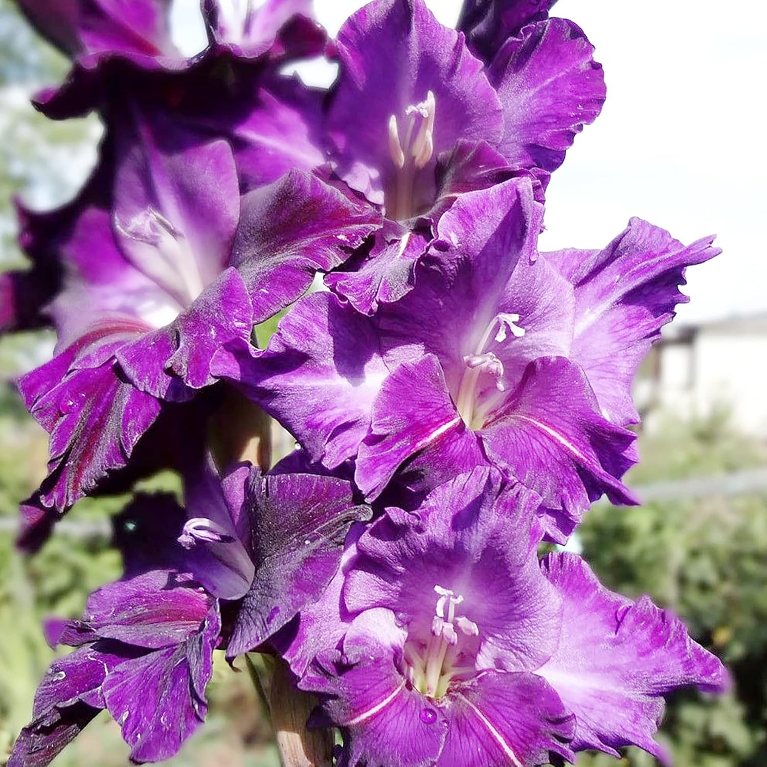 Purple Gladiolus Seeds | Low Maintenance | Attracts Butterflies & Hummingbirds | Deer & Rabbit Resistant | Cut Flowers | Beds & Borders | 100Pcs Flower Seeds