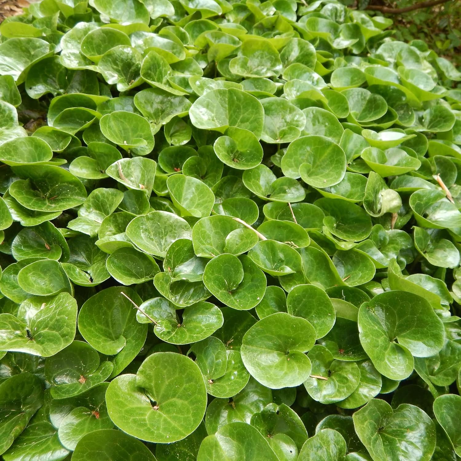 Graines de gingembre sauvage canadien | Asarum Canadense | Graines d'herbes vivaces au feuillage attrayant | Couvre-sol à croissance basse pour les jardins | Plantation en extérieur | 25 pièces