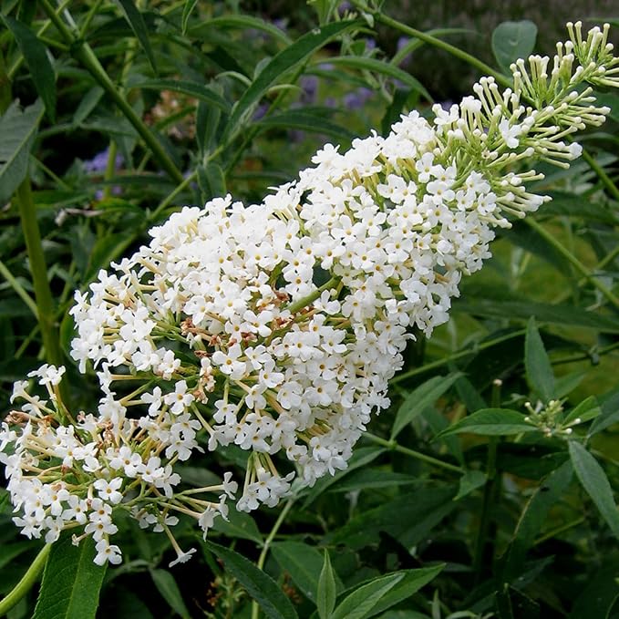 Weißer Schmetterlingsstrauch Samen, Buddleia Davidii mehrjähriger Strauch, zieht Schmetterlinge an, geringer Pflegeaufwand, wächst schnell, für Terrassenbeet im Freien – 50 Stück