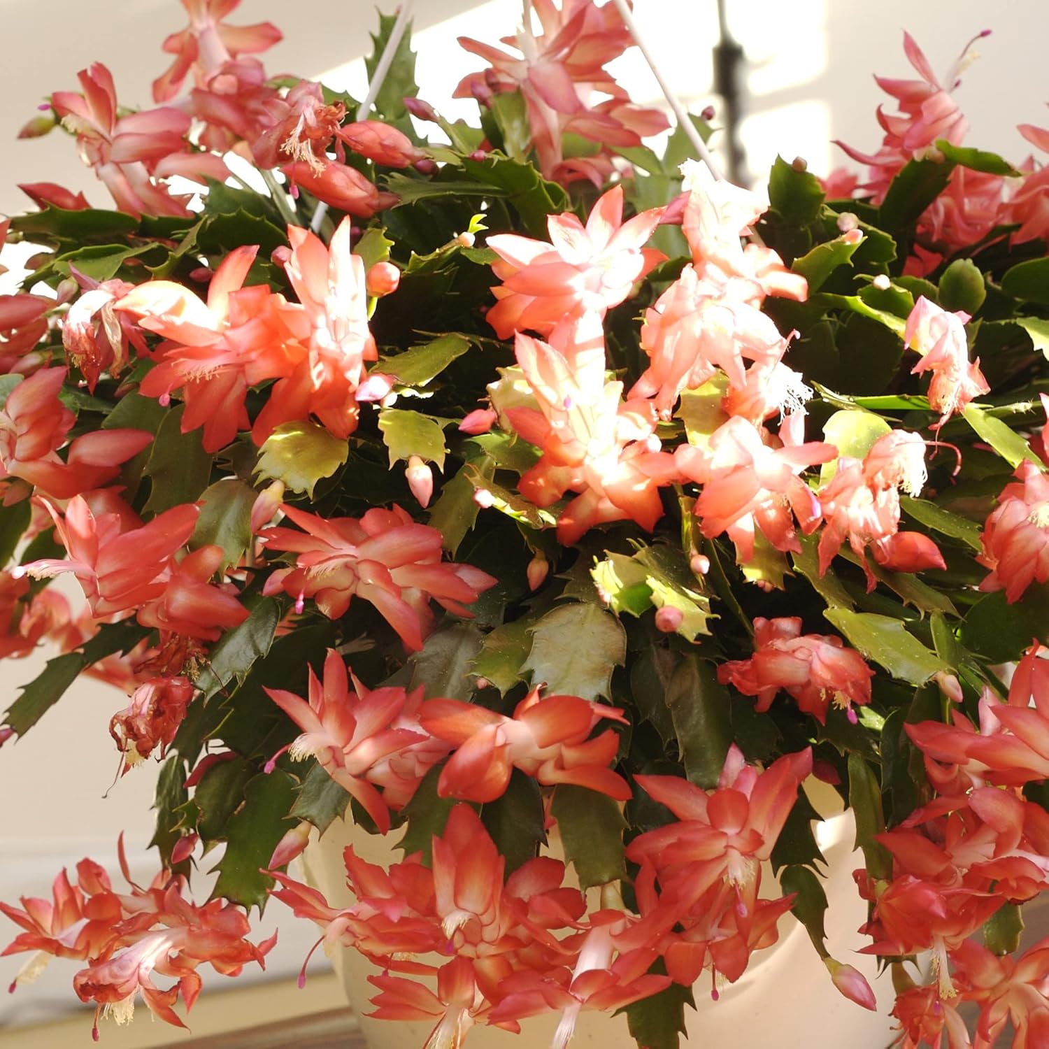 Zygocactus Seeds Crab Cactus, Christmas Cactus Ornamental Garden Decor Pots Hanging Baskets Indoor Outdoor Houseplant 50Pcs Flower Seeds