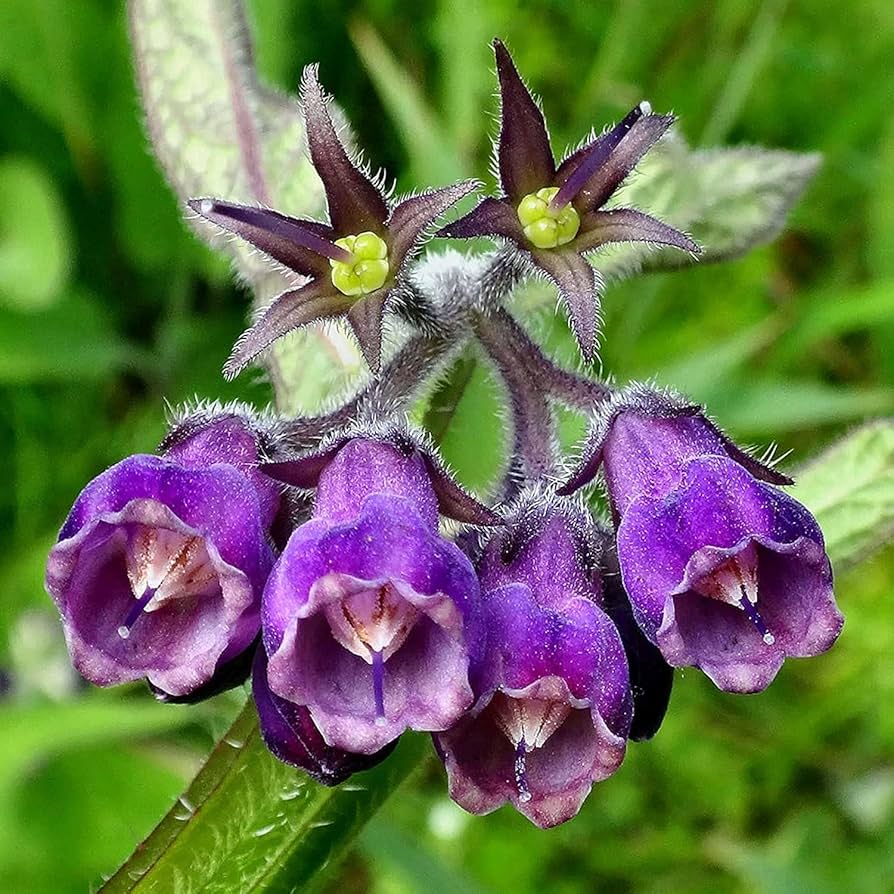 Symphytum Officinale Comfrey Seeds for Planting - 100 pcs - Flower seeds