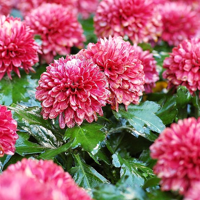 Chrysanthemum Seeds - Colorful & Diverse Flowers | Popular Ornamental Plants for Vibrant Blooms in Gardens, Landscapes & Floral Arrangements  Flower Seeds 100 Pcs