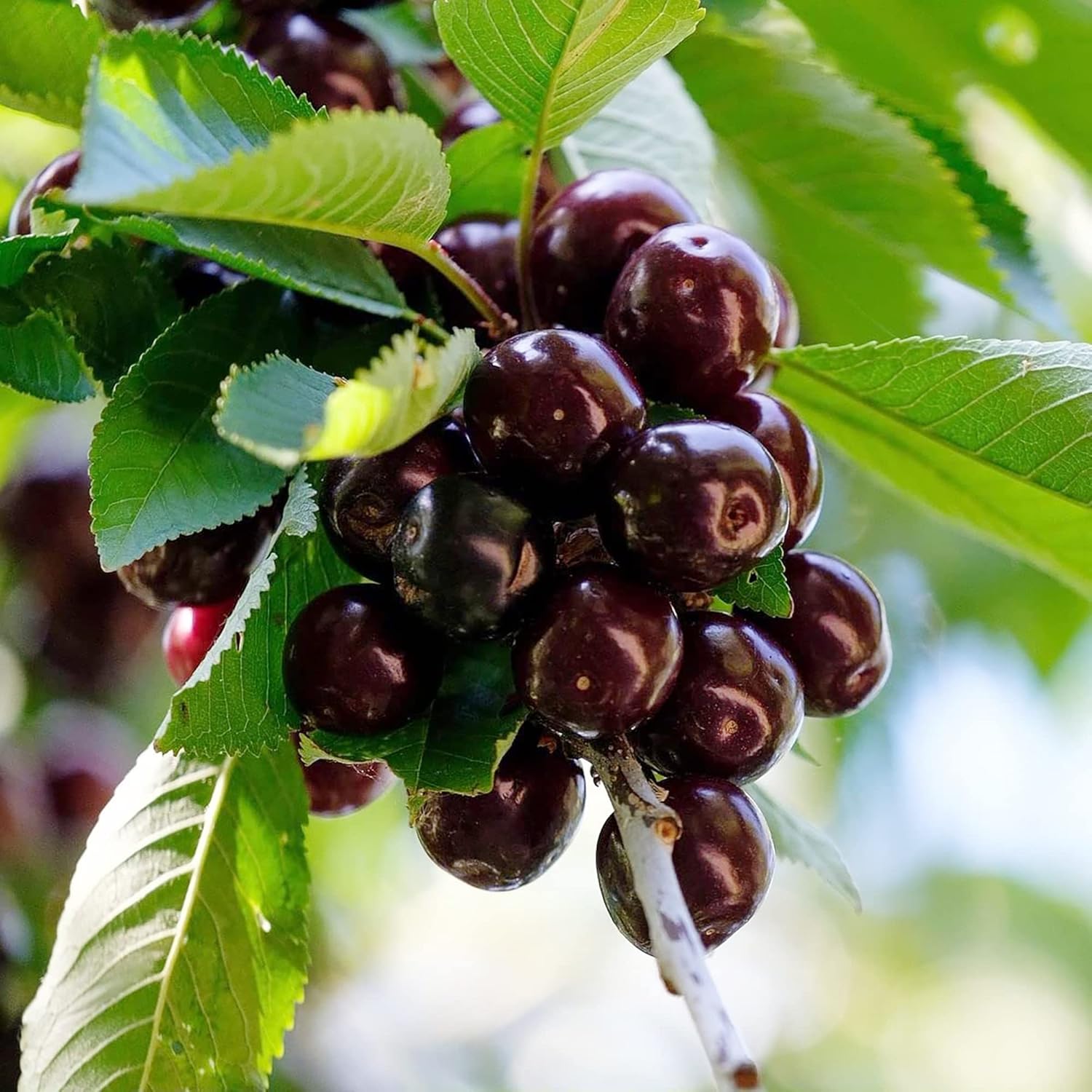 Black Cherry Seeds - Medium to Large Deciduous Tree with Fragrant White Flowers, Sweet Juicy Fruit, Ideal for Jams & Culinary Uses - 30Pcs