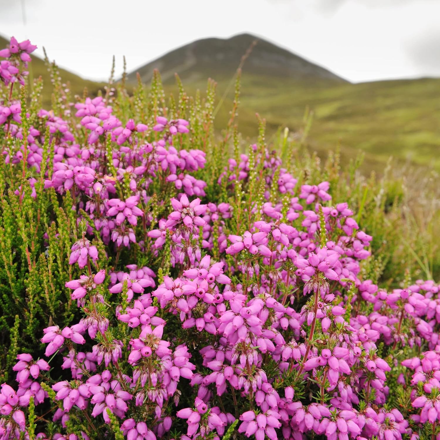 Scotch Heather Seeds Calluna Vulgaris Low-Growing Evergreen Shrub for Patios, Rock Gardens & Floral Arrangements - 100Pcs