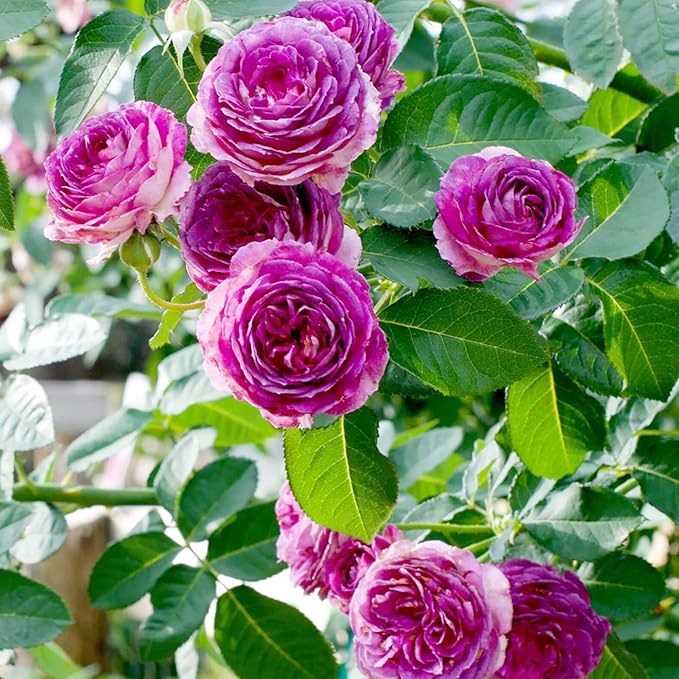 Purple Climbing Rose Seeds - Fragrant Blooms for Cutting, Floral Arrangements & Pollinator Attraction - Vertical Garden Accents for Trellises, Arbors & Fences - 5pcs