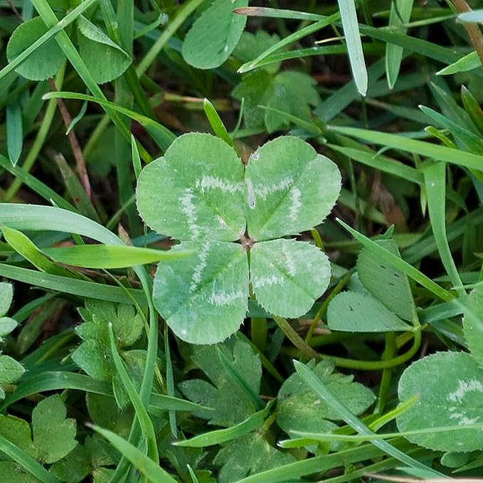 YEGAOL Garden Four Leaf Clover Seeds - Ornamental Ground Cover for Indoor & Outdoor, Potted Garden Grass - 25 Pcs