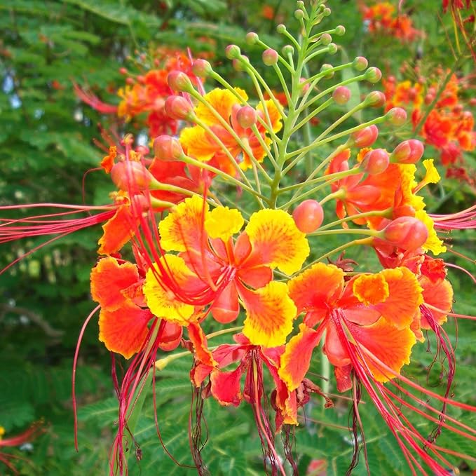 Red Bird of Paradise Seeds - Caesalpinia Pulcherrima, Heat Tolerant & Fast Growing, Attracts Pollinators, Patio & Borders - 10 Pcs