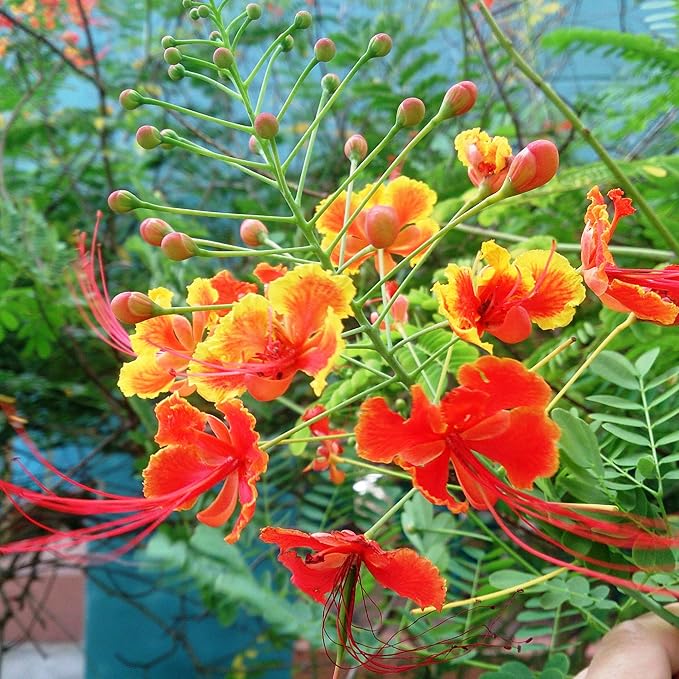 Red Bird of Paradise Seeds - Caesalpinia Pulcherrima, Heat Tolerant & Fast Growing, Attracts Pollinators, Patio & Borders - 10 Pcs