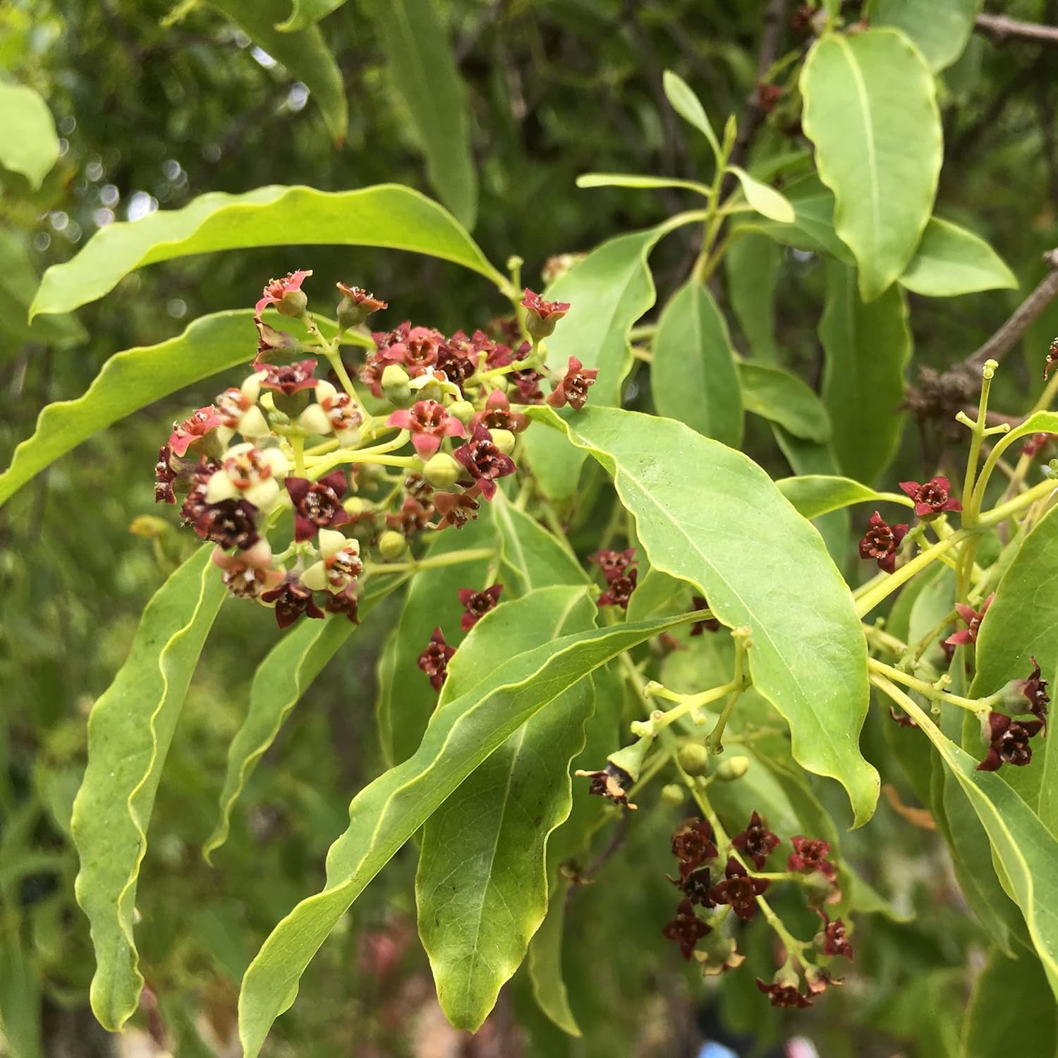 Santalum Album Seeds | Indian Sandalwood | Fragrant Evergreen Tree for Gardens & Outdoors | 5Pcs Tree Seeds