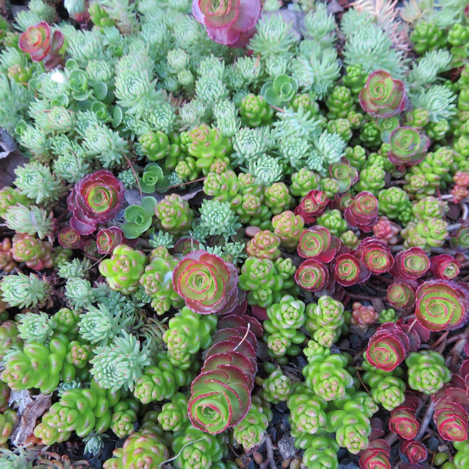 Mixed Sedum Seeds | Perennial Star-Shaped Flowers | Easy to Care | Rock Gardens | Containers | Ground Cover | Outdoor & Indoor | 400Pcs Succulent Seeds