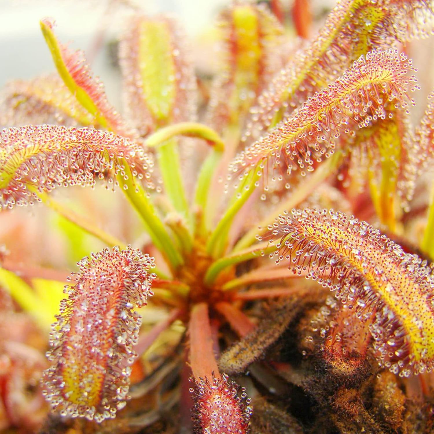 Sundew Seeds Drosera Carnivorous Plants, Unique Insect-Capturing Method, Ornamental Indoor & Outdoor Plants - 30Pcs