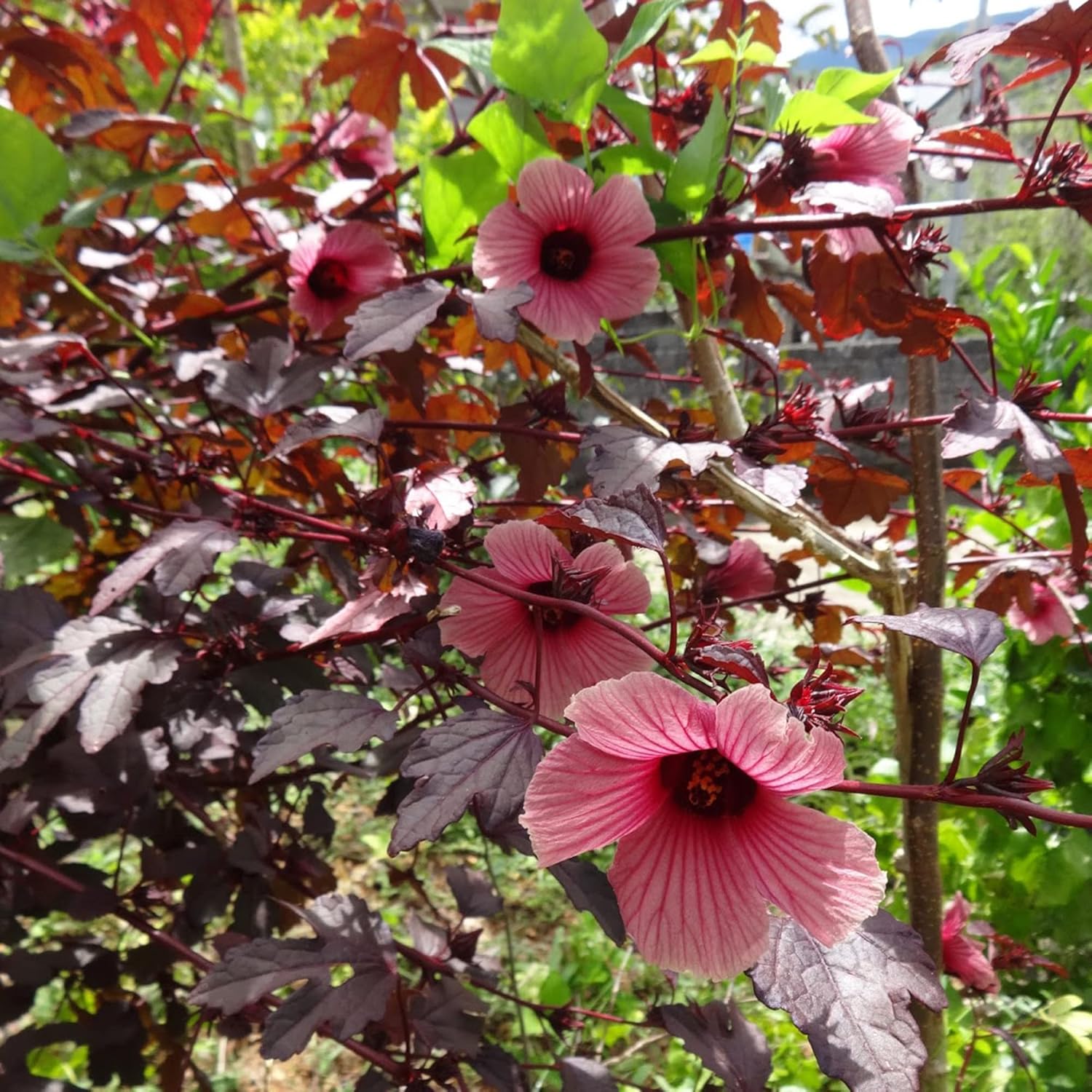 Cranberry Hibiscus Seeds Hibiscus Acetosella Tropical Ornamental Plant for Garden & Landscape, Attracts Pollinators, 35+ Pcs