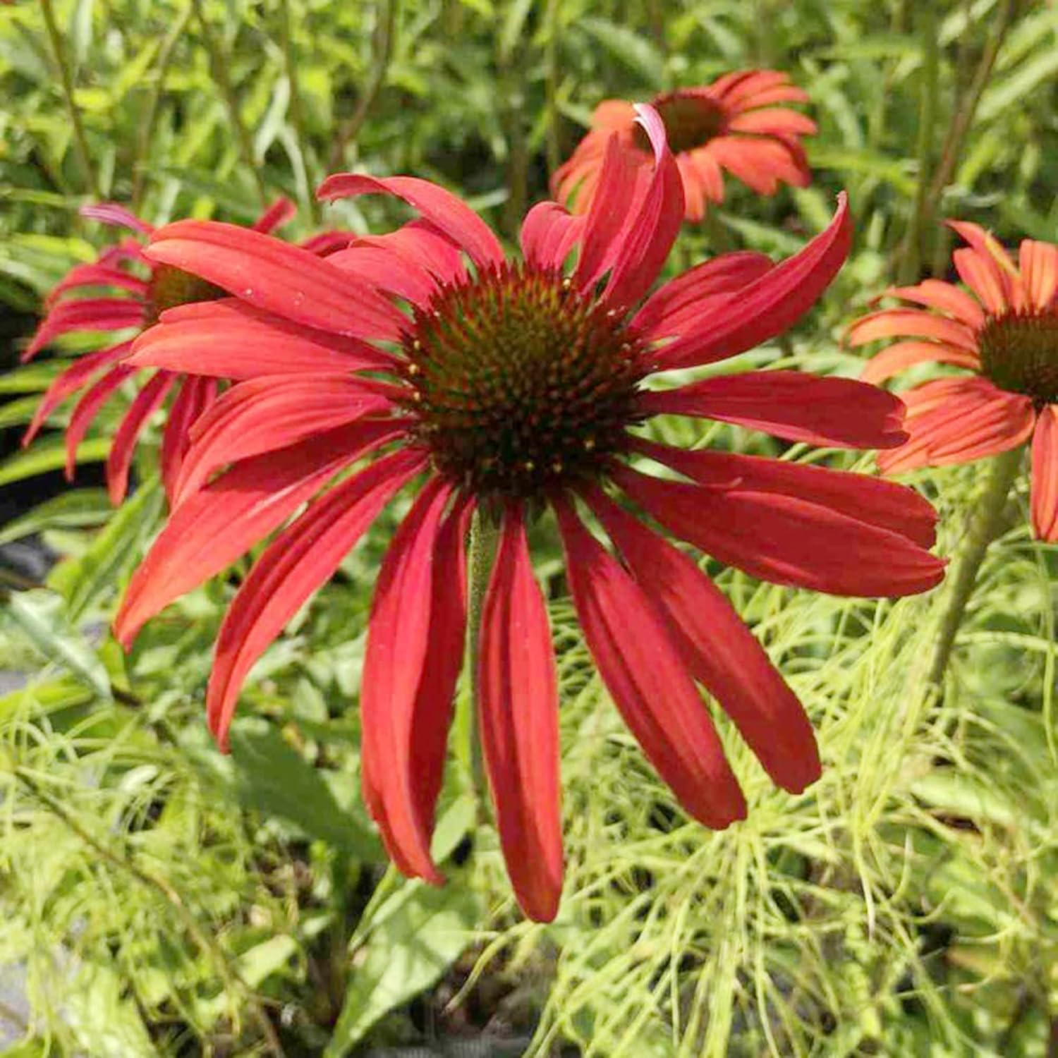 Tomato Soup Echinacea Seeds – Stunning Perennial for Borders, Prairies