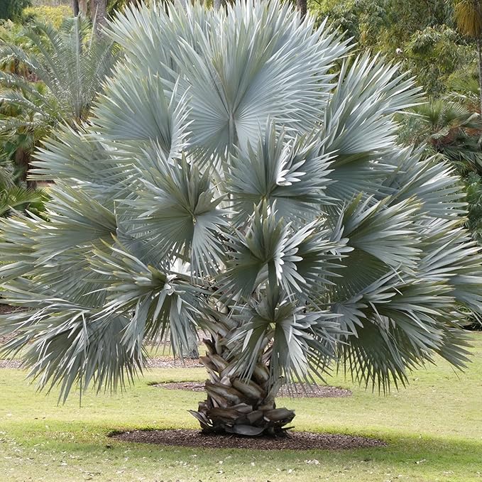 Bismarck Palm Seeds - Bismarckia Nobilis, Low Maintenance & Drought Tolerant, 20 Pcs Tree Seeds