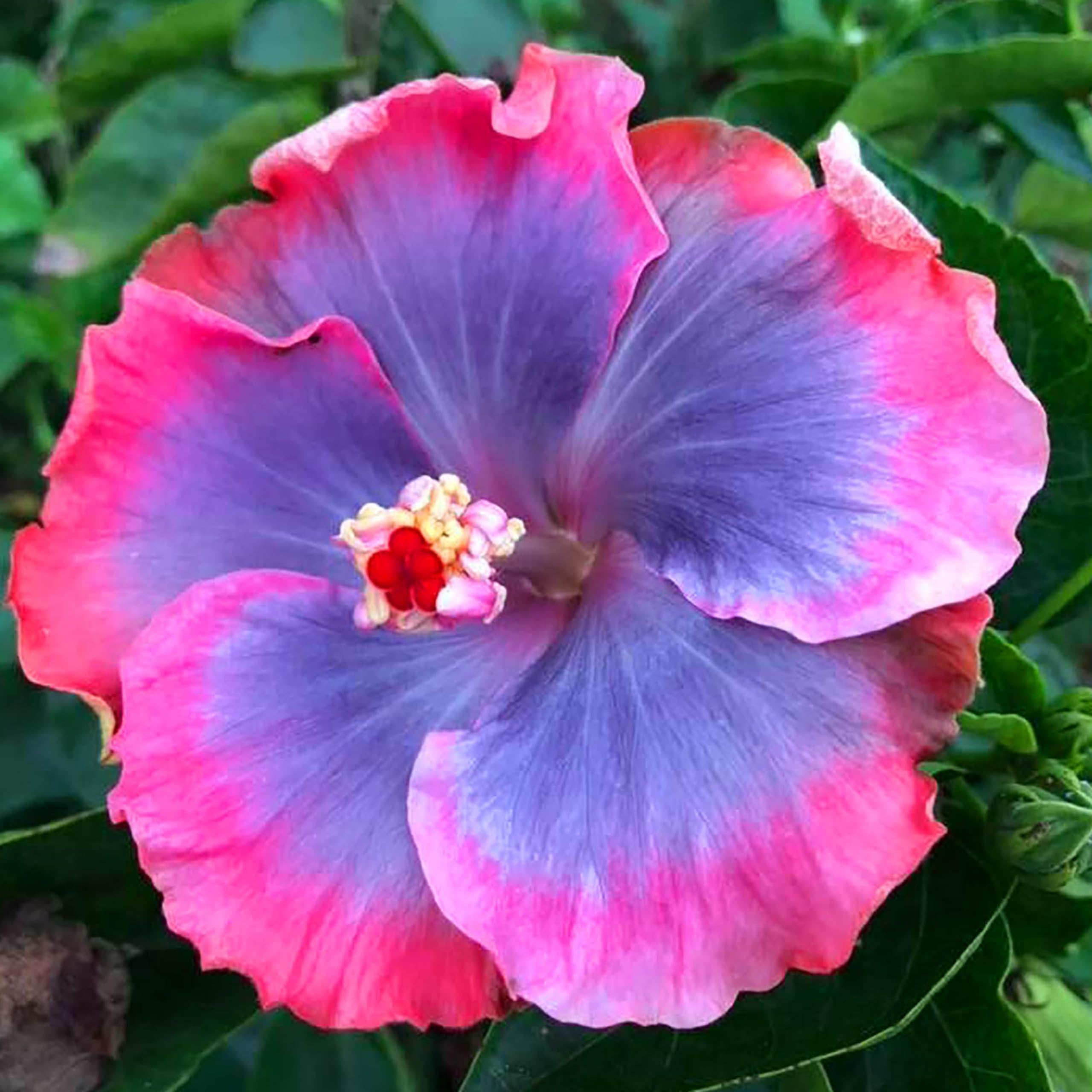 Graines d'hibiscus bleu rose violet - Vivace, résistante aux cerfs, attire les papillons et les colibris, faible entretien pour les plates-bandes, les bordures, les patios, les conteneurs - 20 pièces