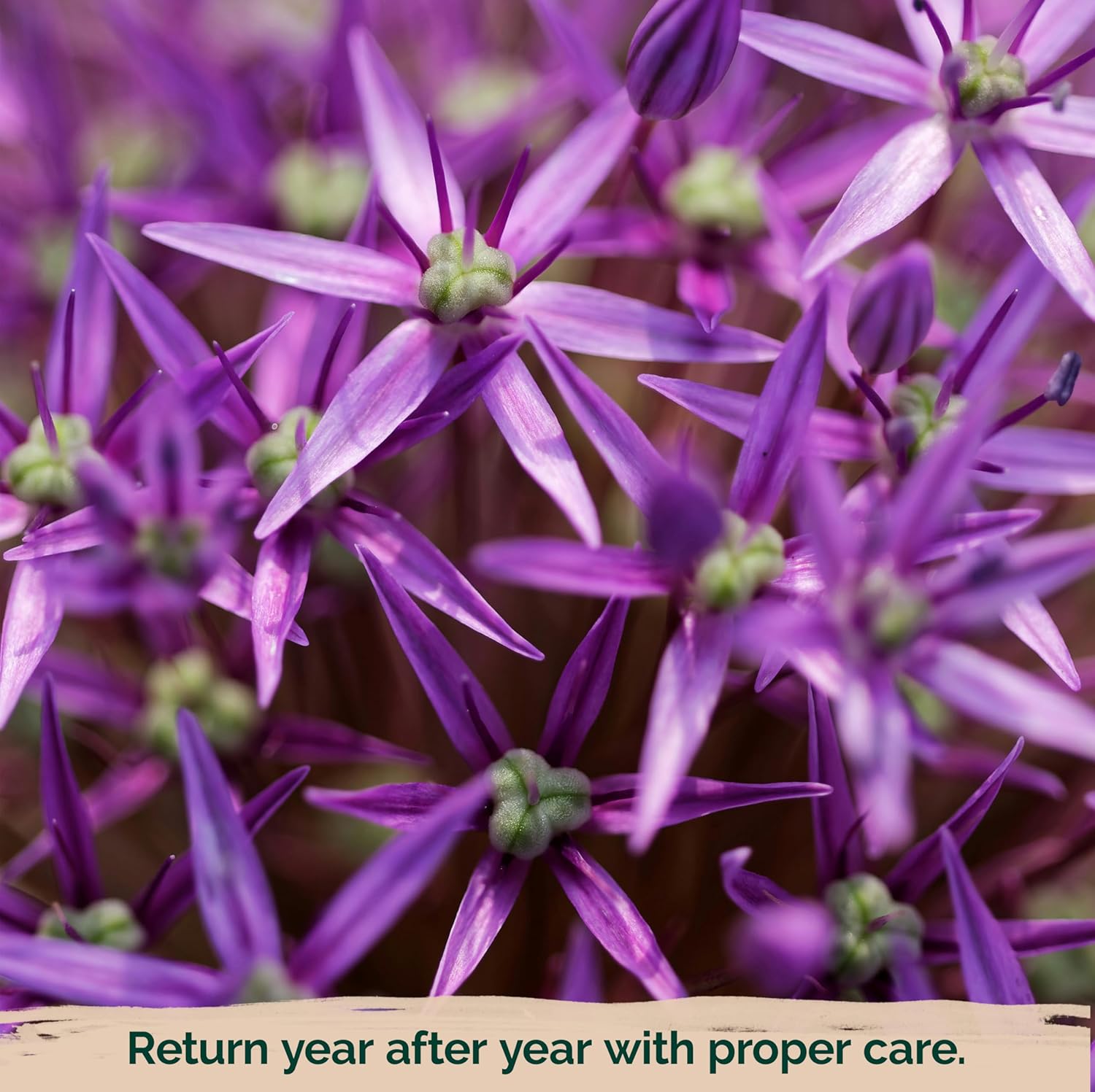 Riesige violette Allium Giganteum Samen - Bio-Zierlauch, mehrjährige Blume, gentechnikfrei für den Garten - 10 Stück