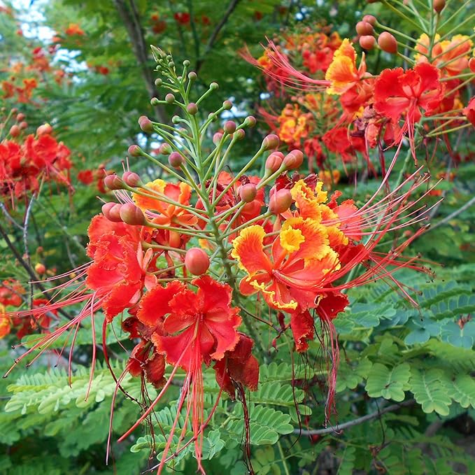 Red Bird of Paradise Seeds - Caesalpinia Pulcherrima, Heat Tolerant & Fast Growing, Attracts Pollinators, Patio & Borders - 10 Pcs