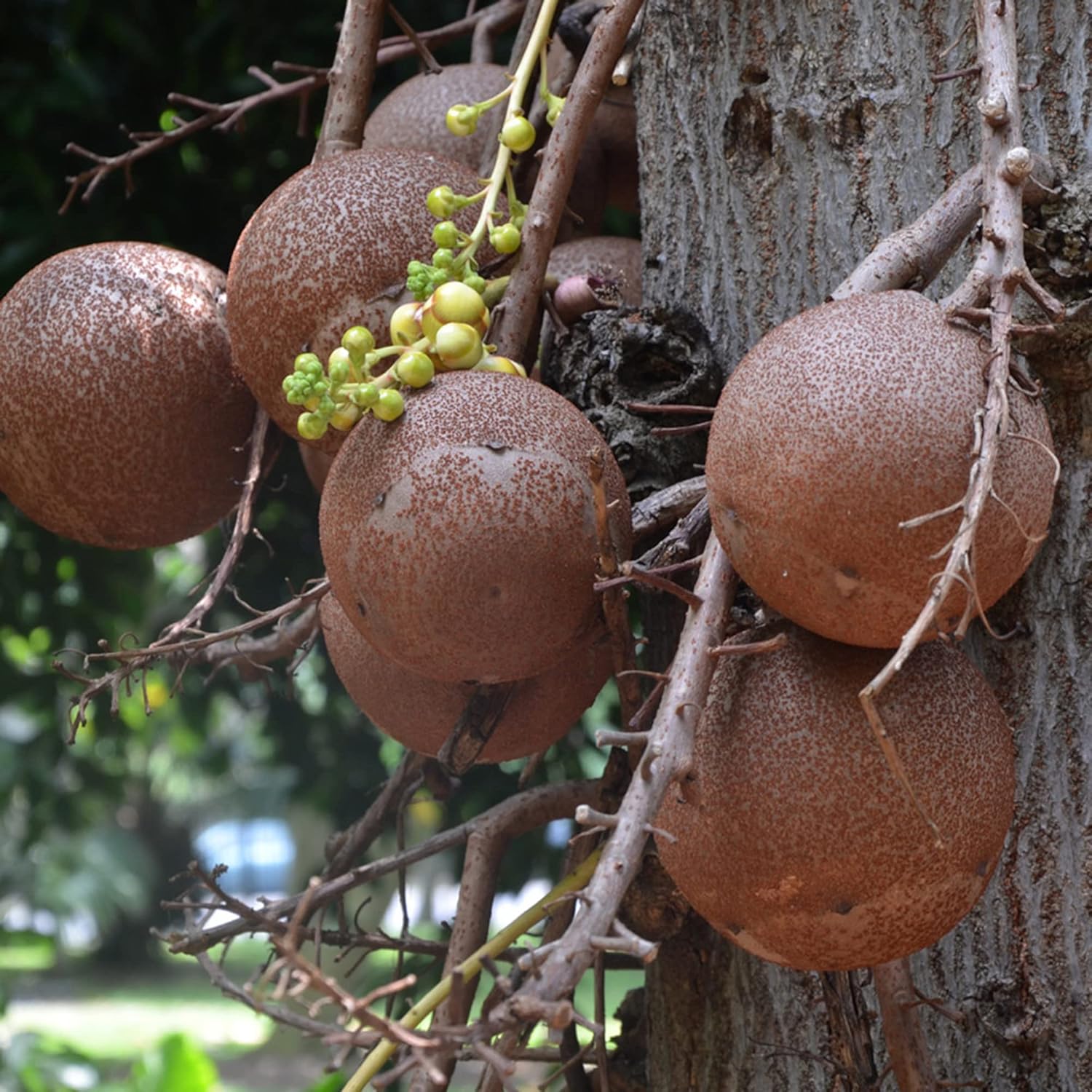 Cannonball Gourd Seeds - Ideal for Birdhouses,Ornamental Edible Garden & Outdoor Trellis